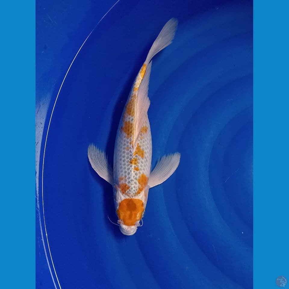 KUMPAY KUJAKU 35 CM