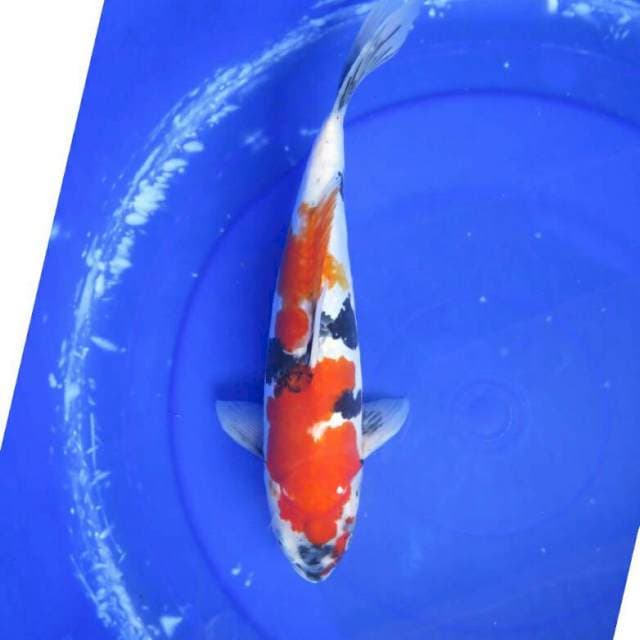 Kindai Showa Doitsu Murni Female - 36cm