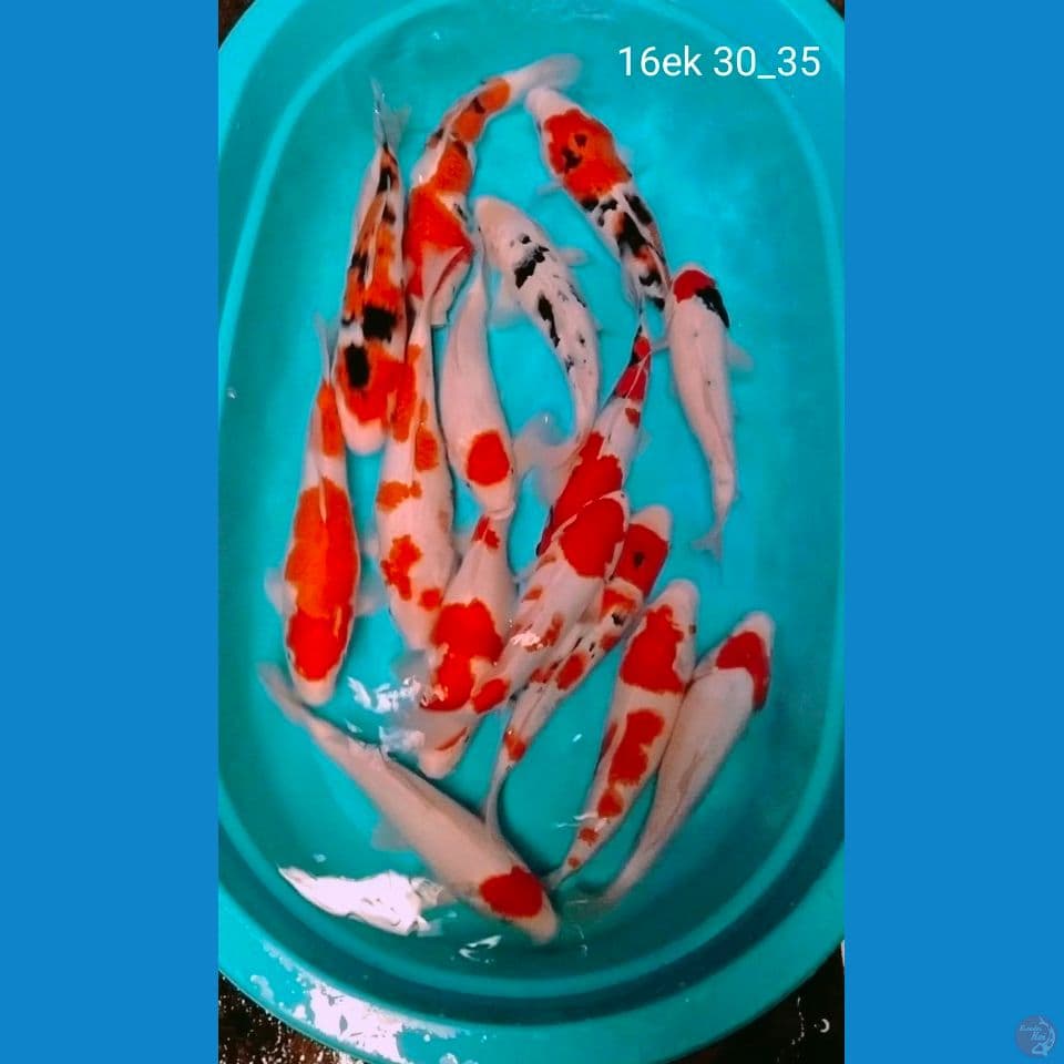16ek 30_35cm