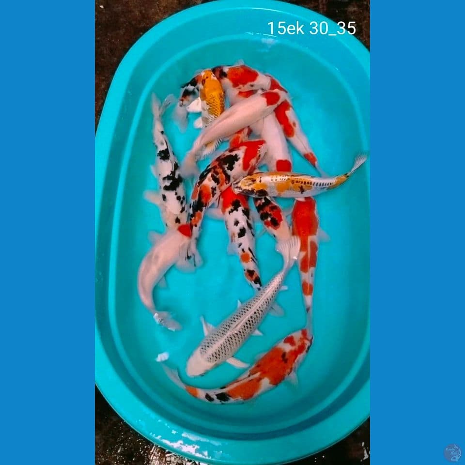 15ek 30_35cm