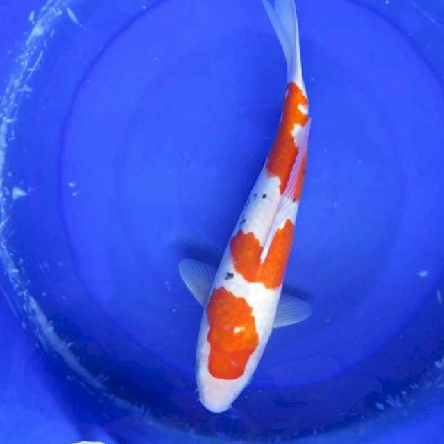 F1 Sanke Tategoi Jumbo Male -39cm