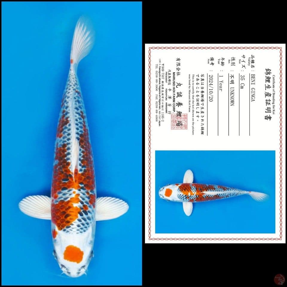 35cm - Kujaku Import