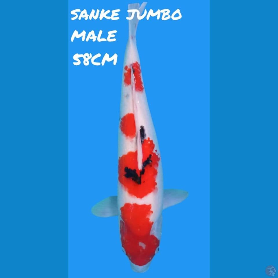 Sanke Jumbo Berpunuk