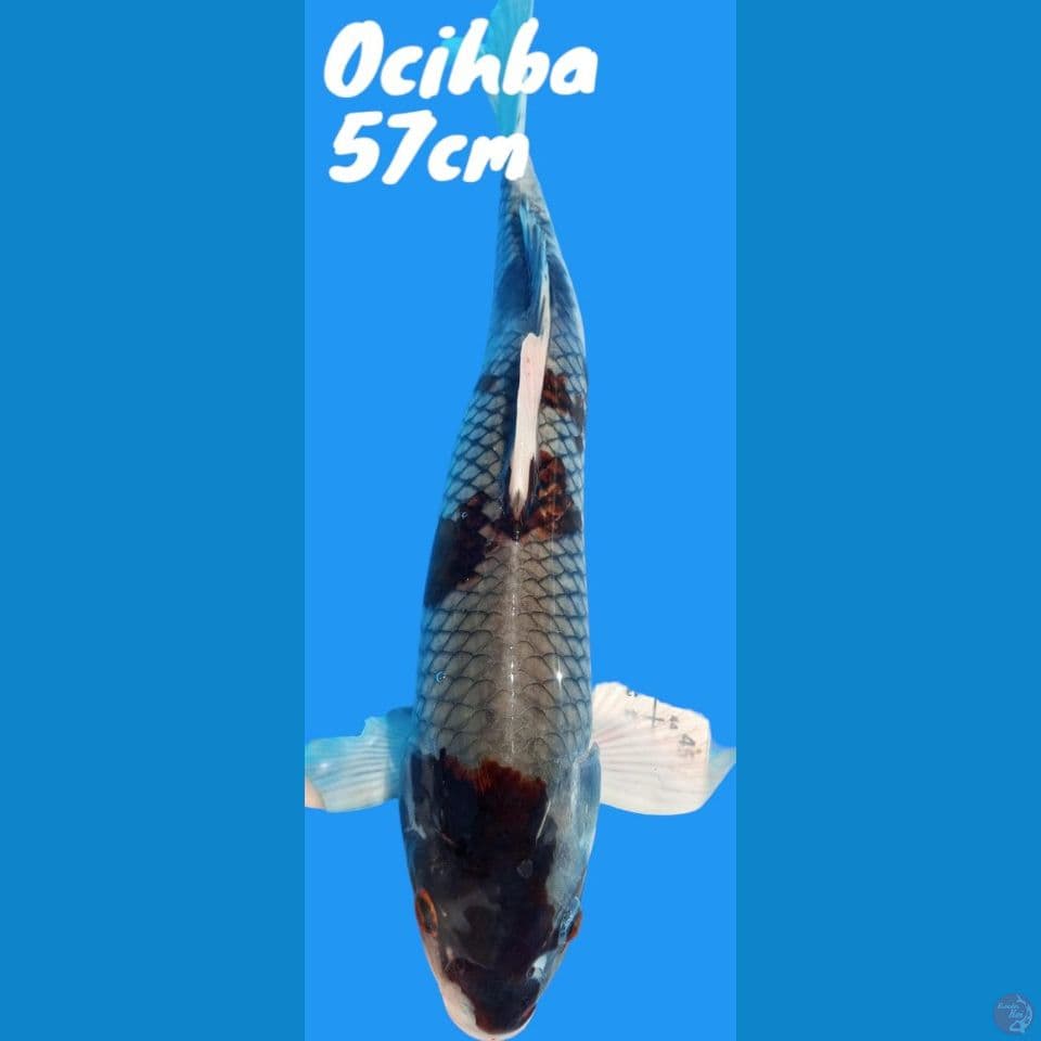 Ochiba Jumbo