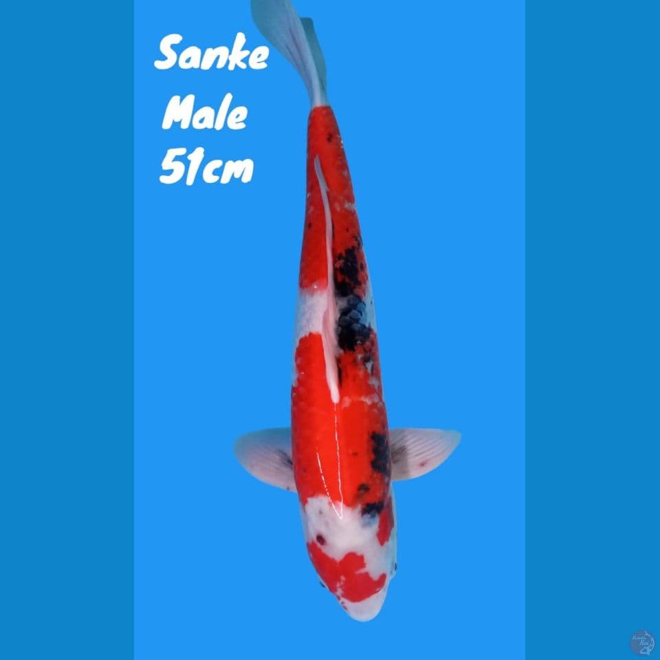 Sanke Jumbo