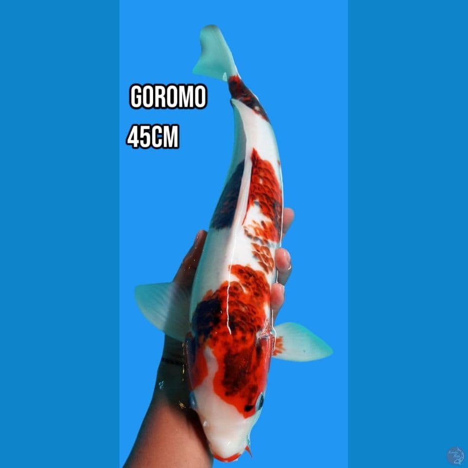 Goromo Jumbo