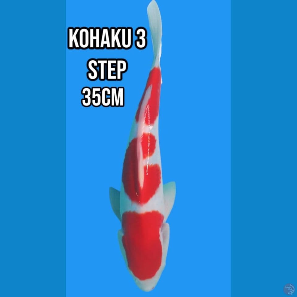 Kohaku 3 step
