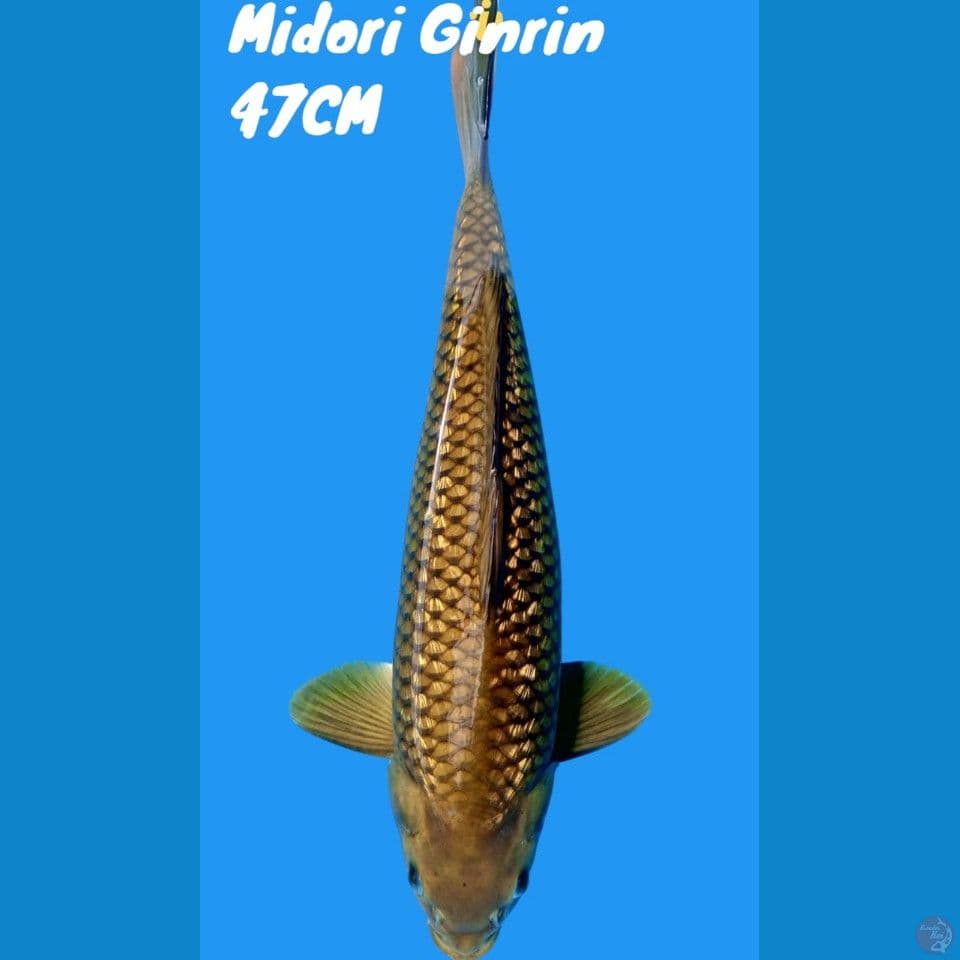midori