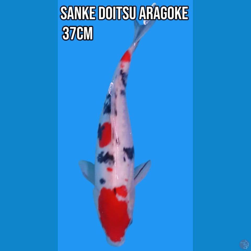 Sanke Doitsu Aragoke