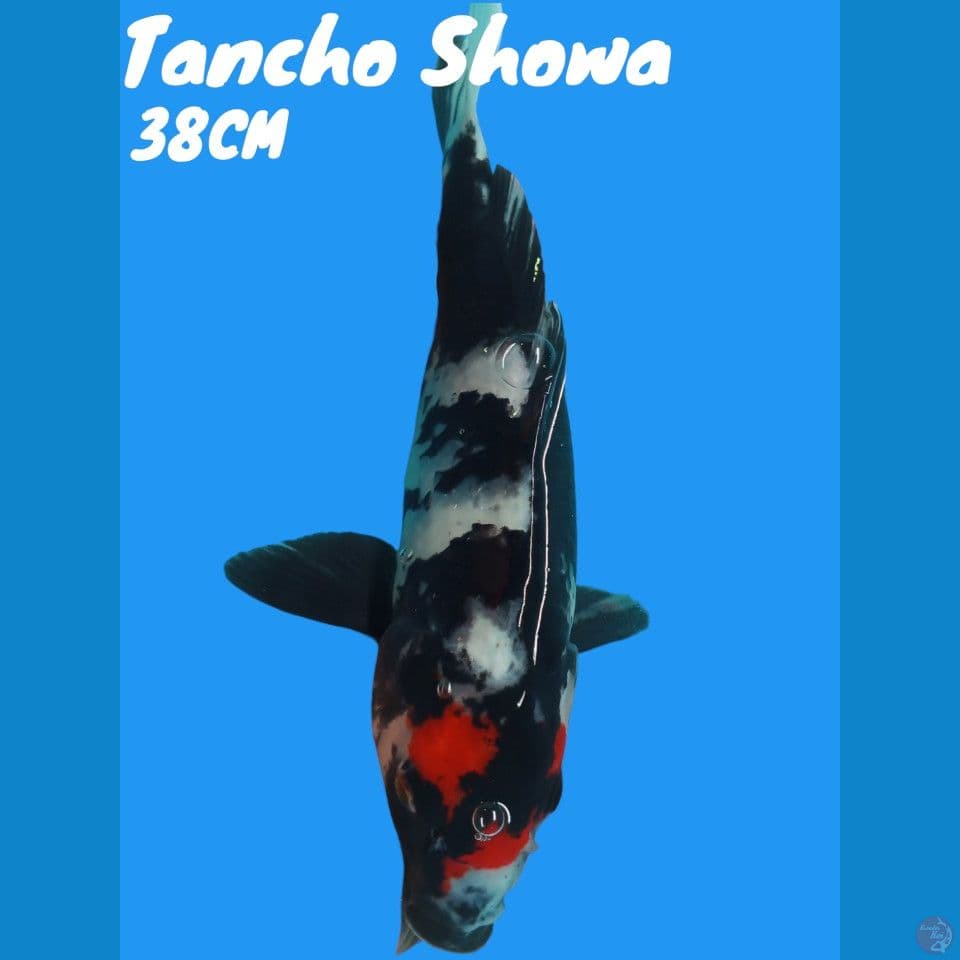 Tancho Showa