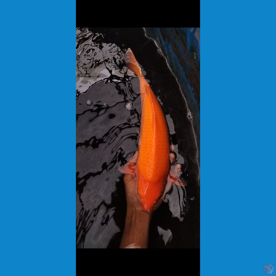 redstrong 35 cm male bread mbah purnadi
