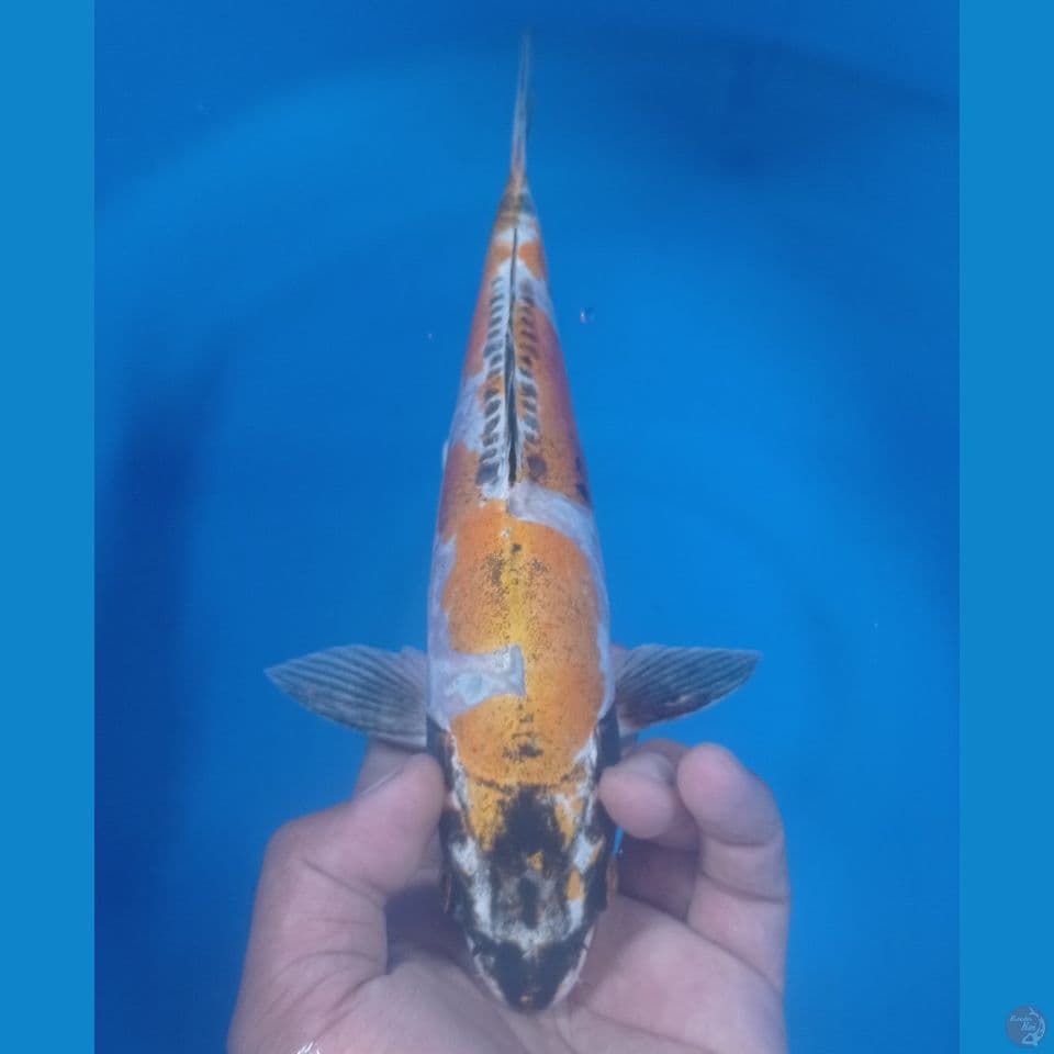 KIKO 30CM