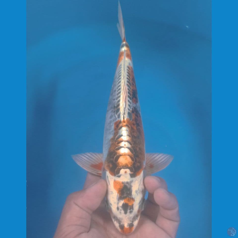 KIKO 30CM