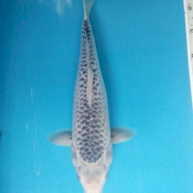 Asagi 40 cm