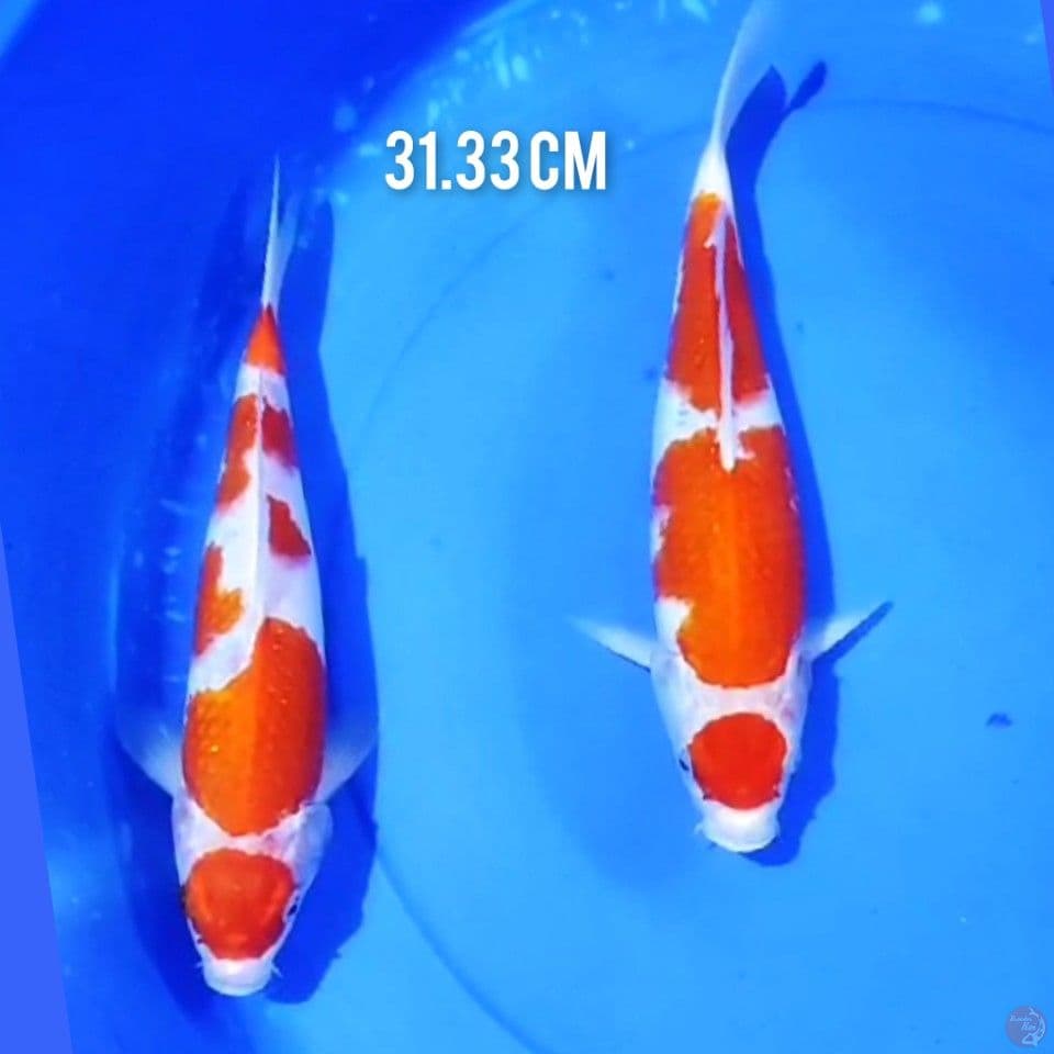 KOHAKU