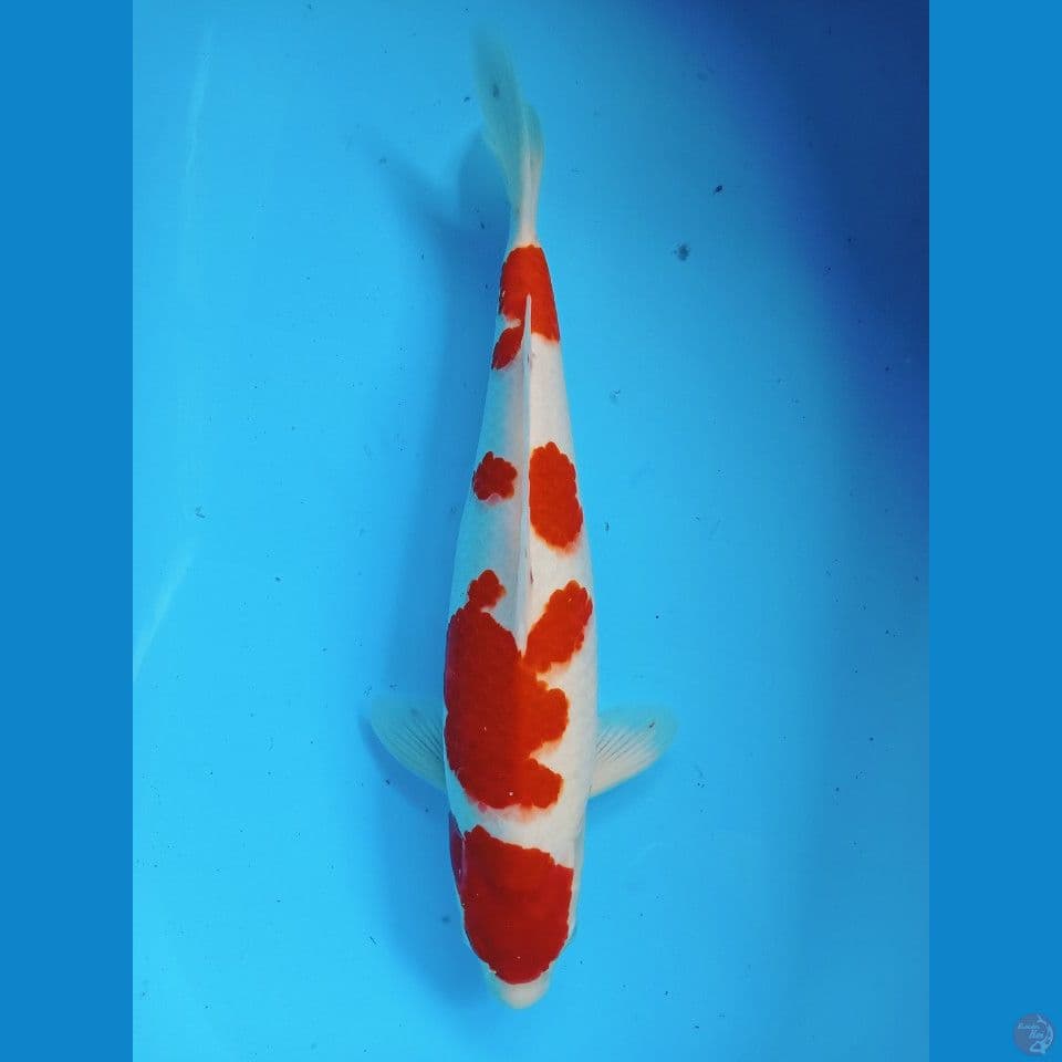kohaku akf 43cm jantan
