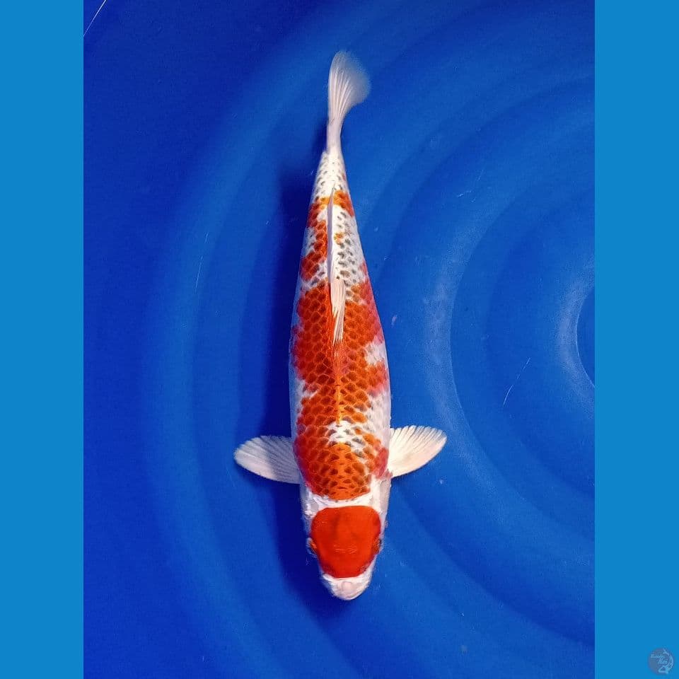 MARUTEN KUJAKU 35 CM