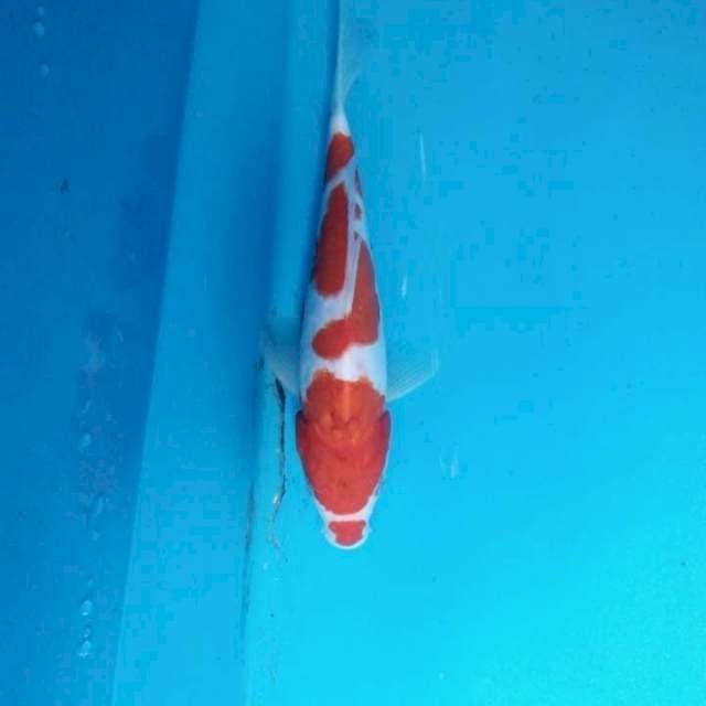 Sanke doitsu 24 cm
