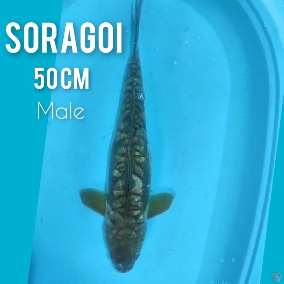 SORAGOI JUMBO SISIK NAGA