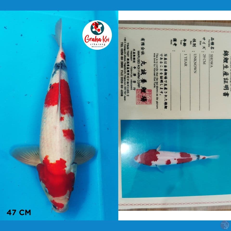 Kindai Showa import Marusei Koi Farm japan 47cm