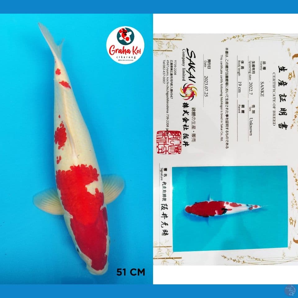 Sanke Tategoi Sakai Koi Farm Japan 51cm ( sangat berpotensi Jumbo)