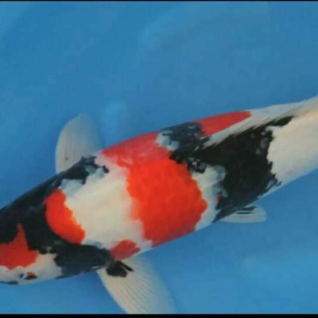 Showa Ogata 60cm