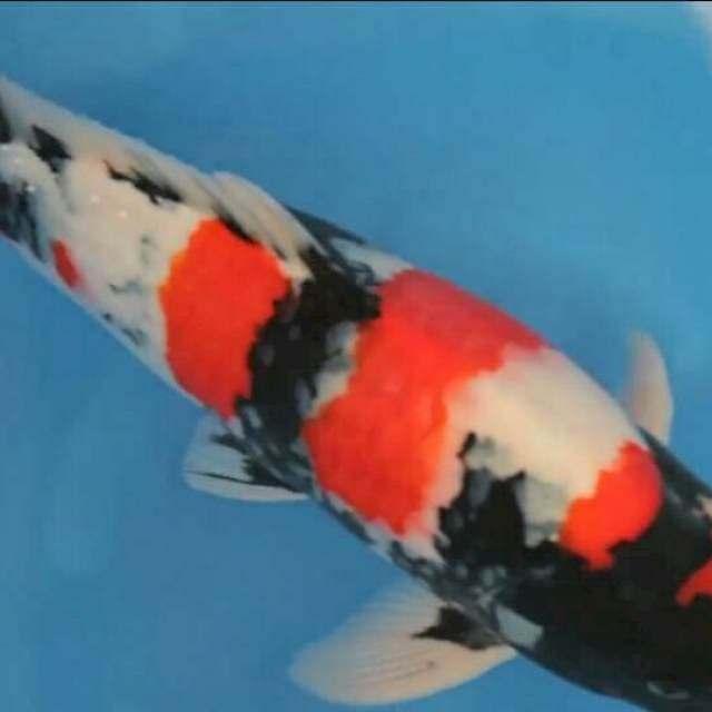 Showa Ogata 60cm