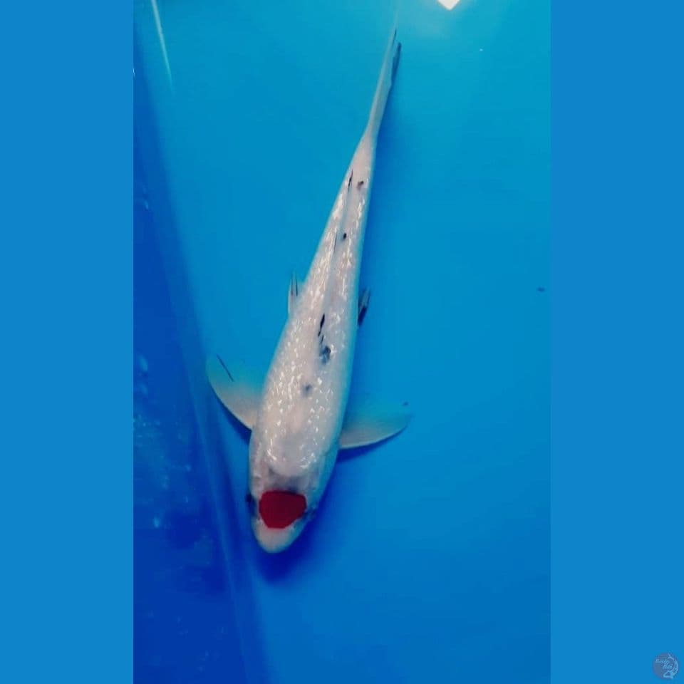 tancho sanke gindrin ori, sumi jalan 25cm M
