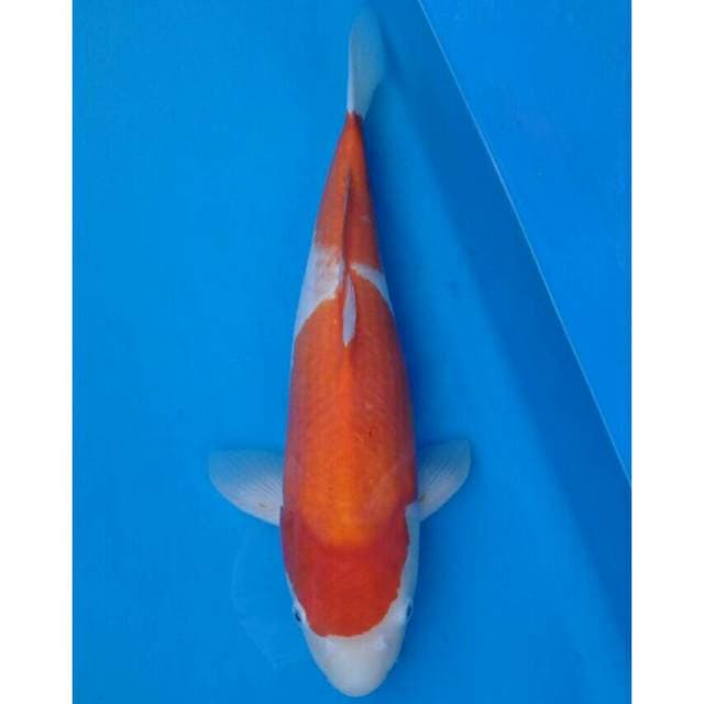 Kohaku Nidan Import non serti