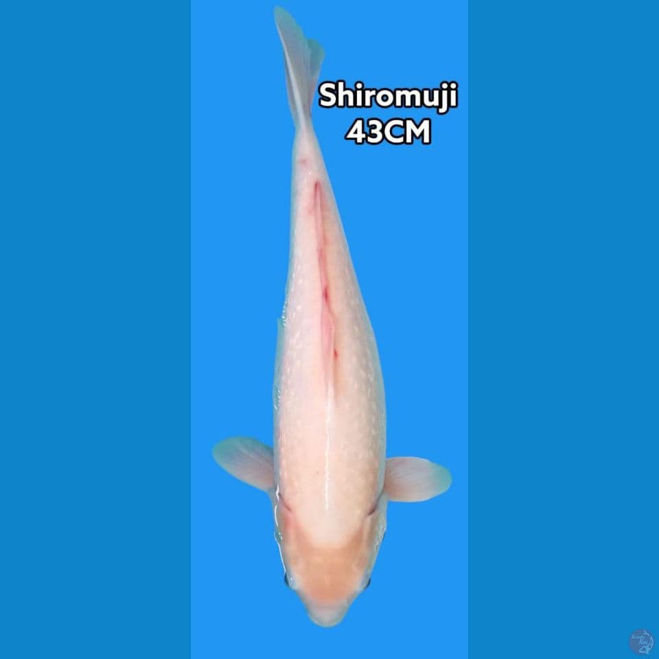 Shiromuji