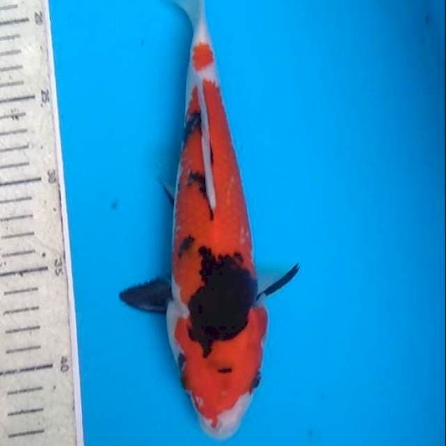 Showa 27cm