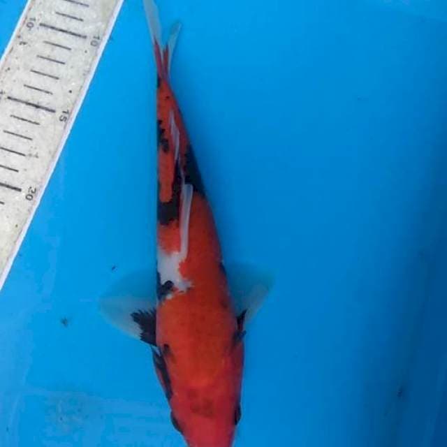 Showa 25cm