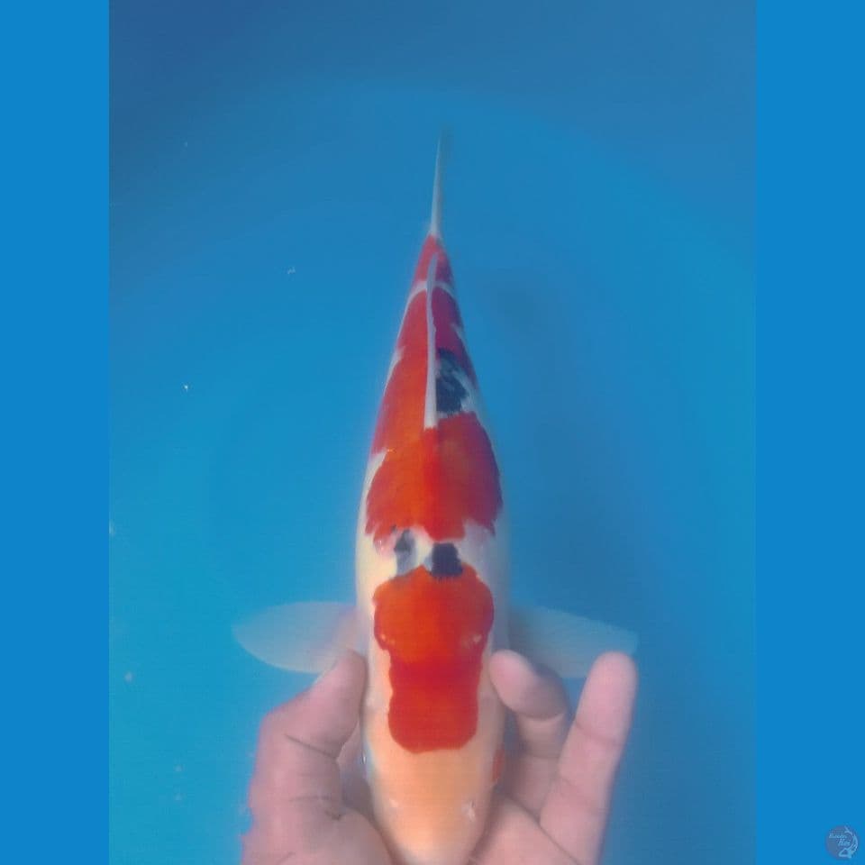 SANKE 40CM