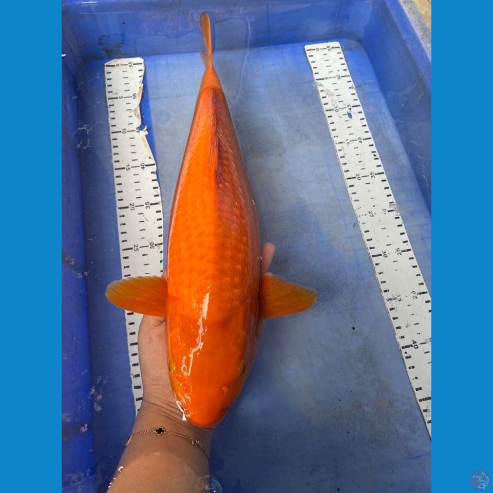 karashi 43 punuk ginrin