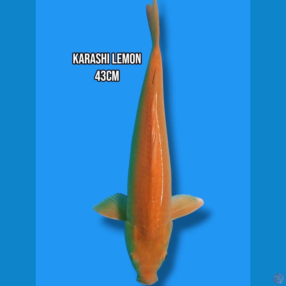 Karashi Lemon