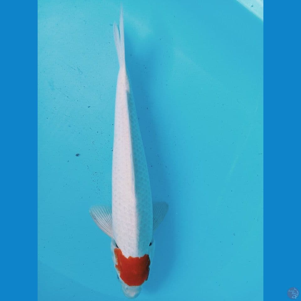 tancho kohaku 37cm jantan