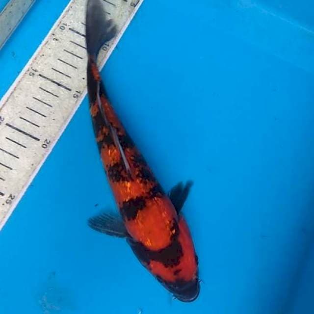 Hi Showa ginrin 26cm