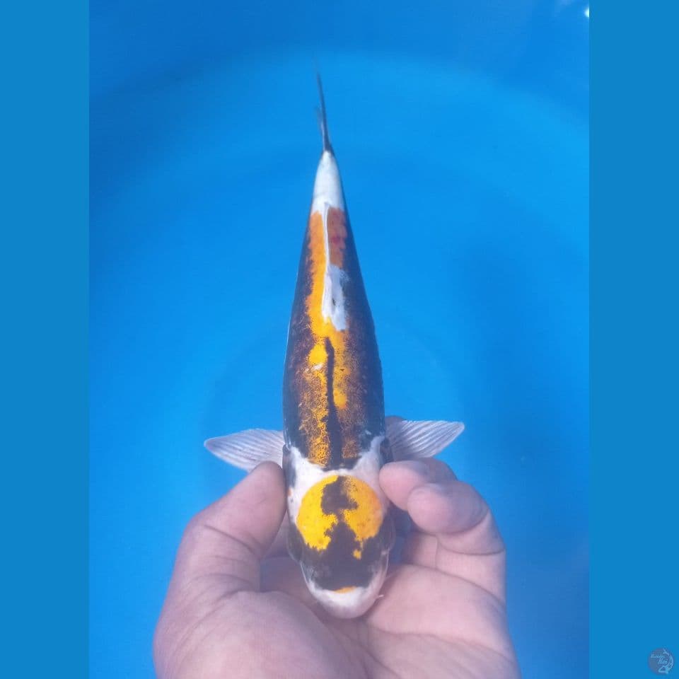 KABUTO 29CM