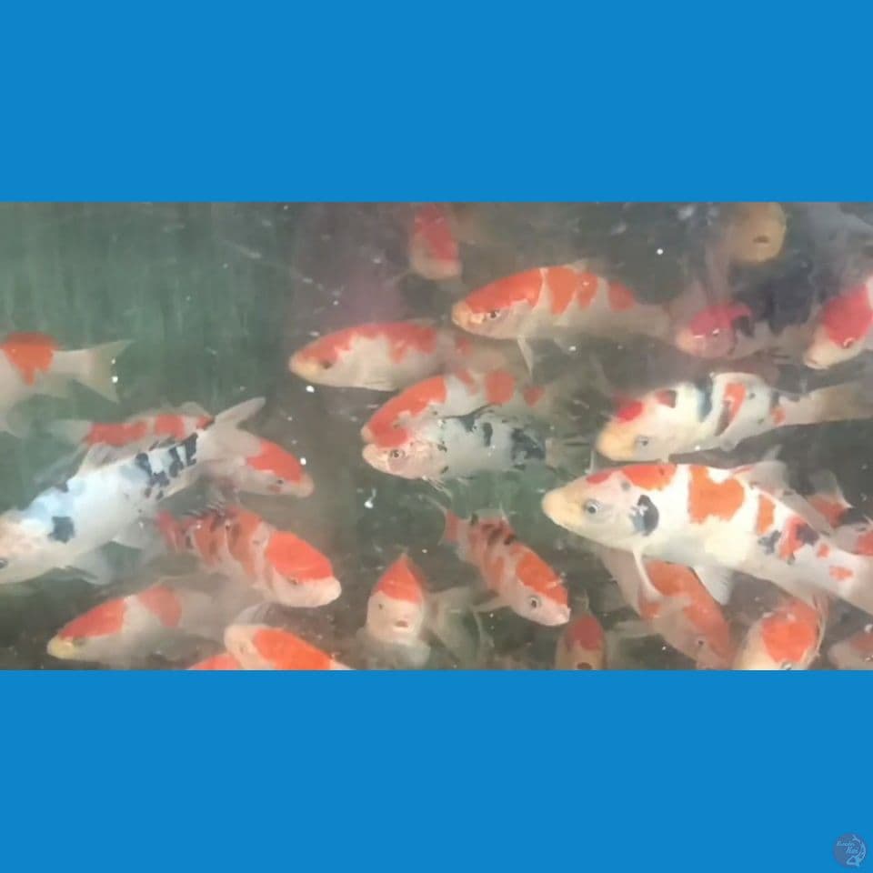 MIX KOHAKU,SANKE 17,20 CM