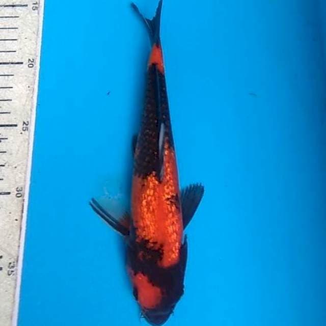Hi Showa 24cm