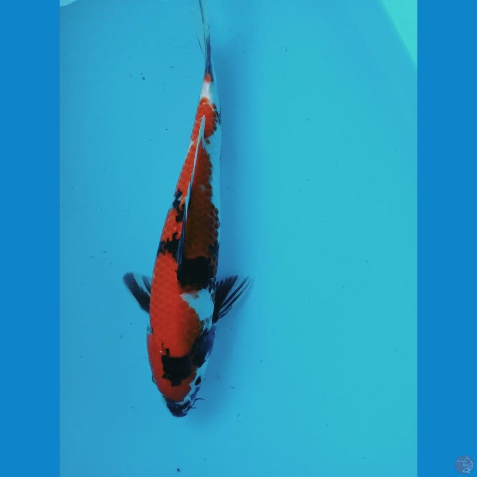showa 36cm jantan