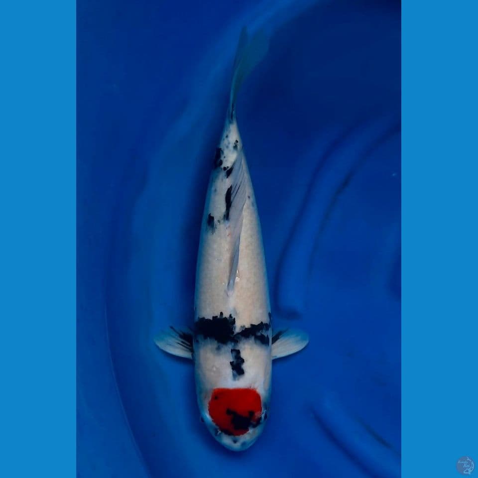 52cm - Jumbo Tancho Showa