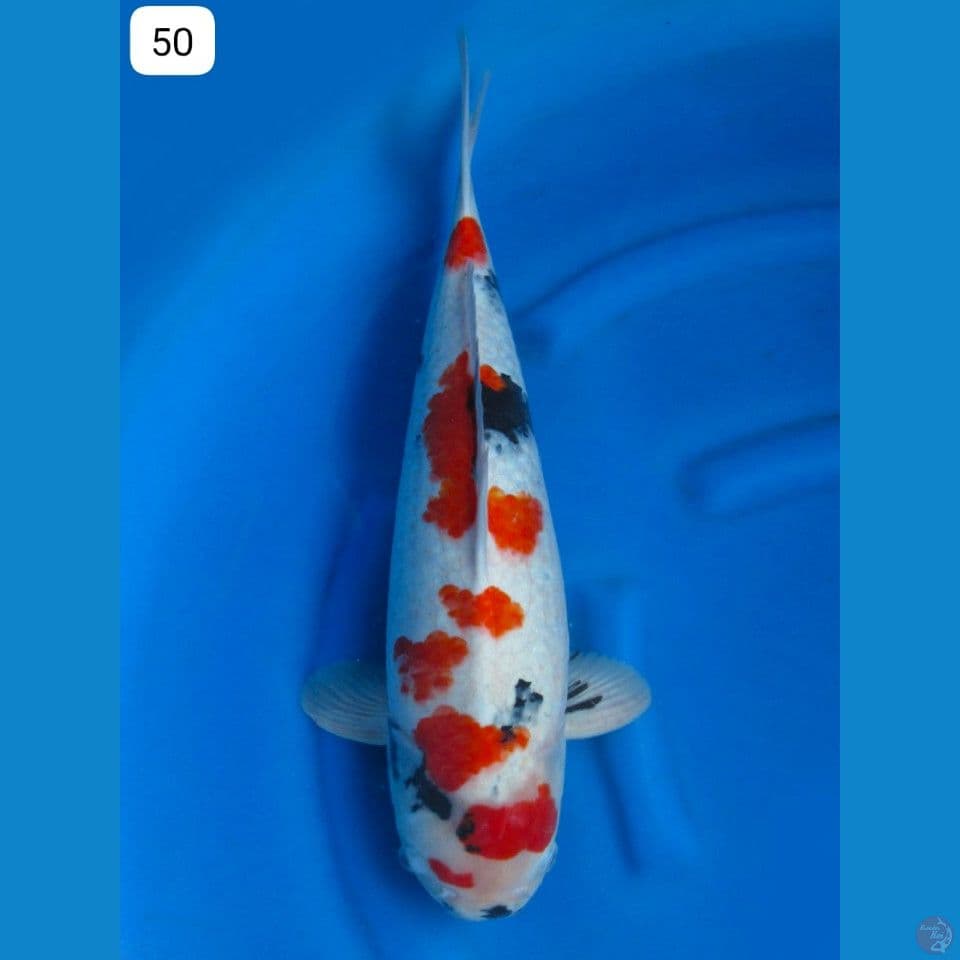 52cm - Male Body Fml Kindai Showa Evo