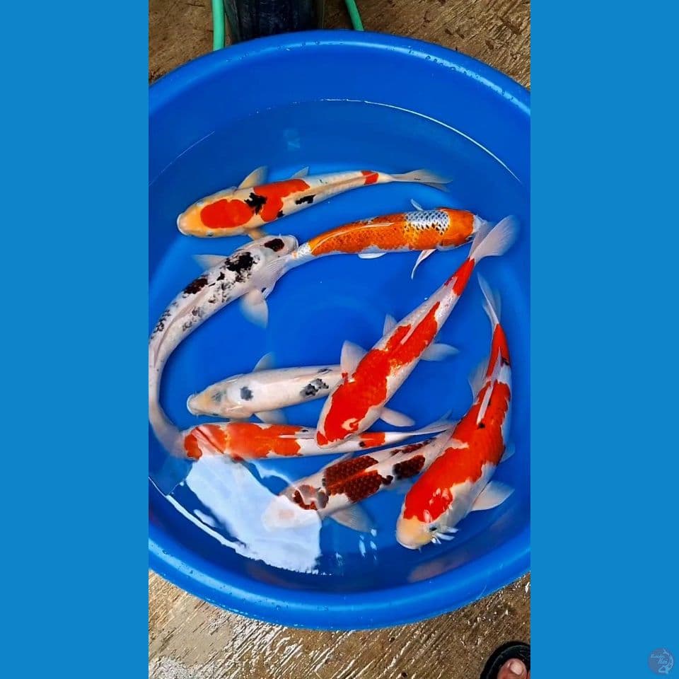 Jumbo 40-45cm