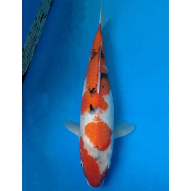Jumbo Sanke Import non serti