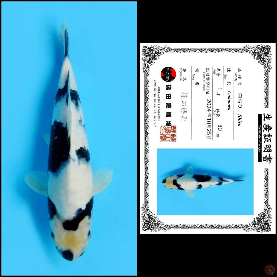 30cm - Shiro Import