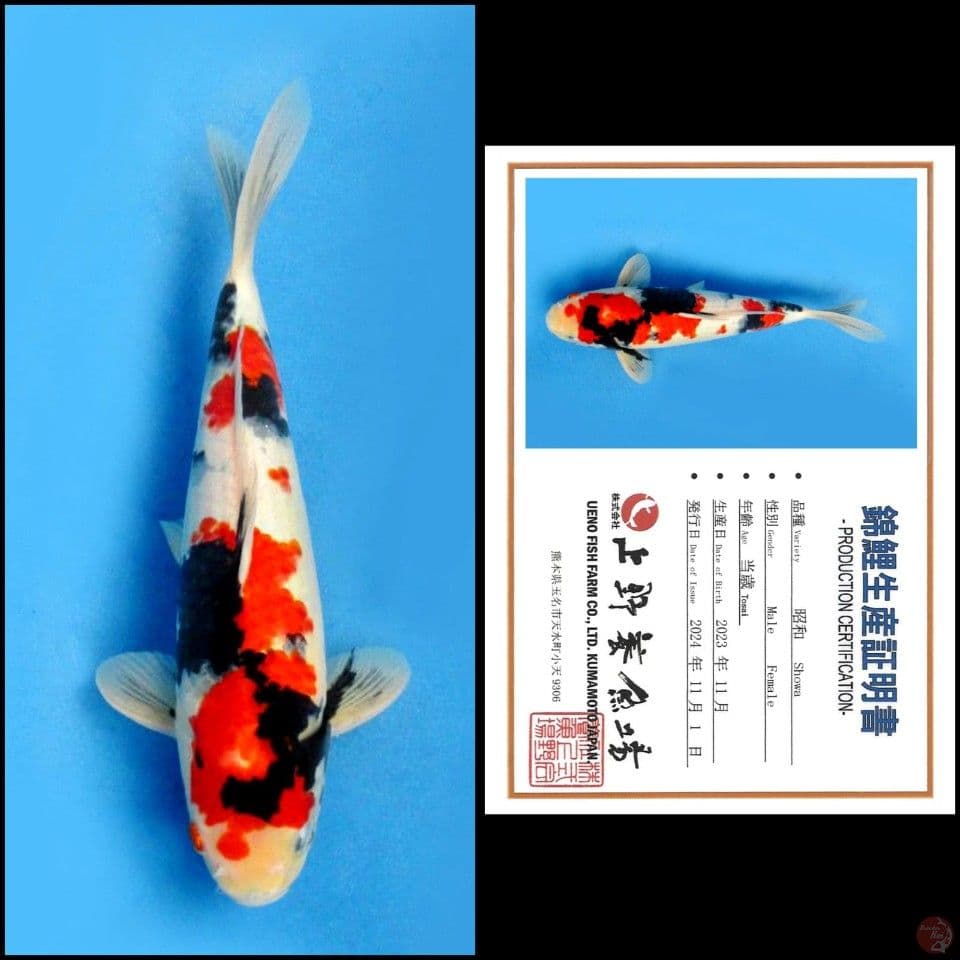 30cm - Showa Import