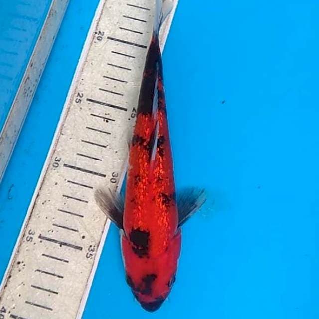 Hi Showa Ginrin 27cm