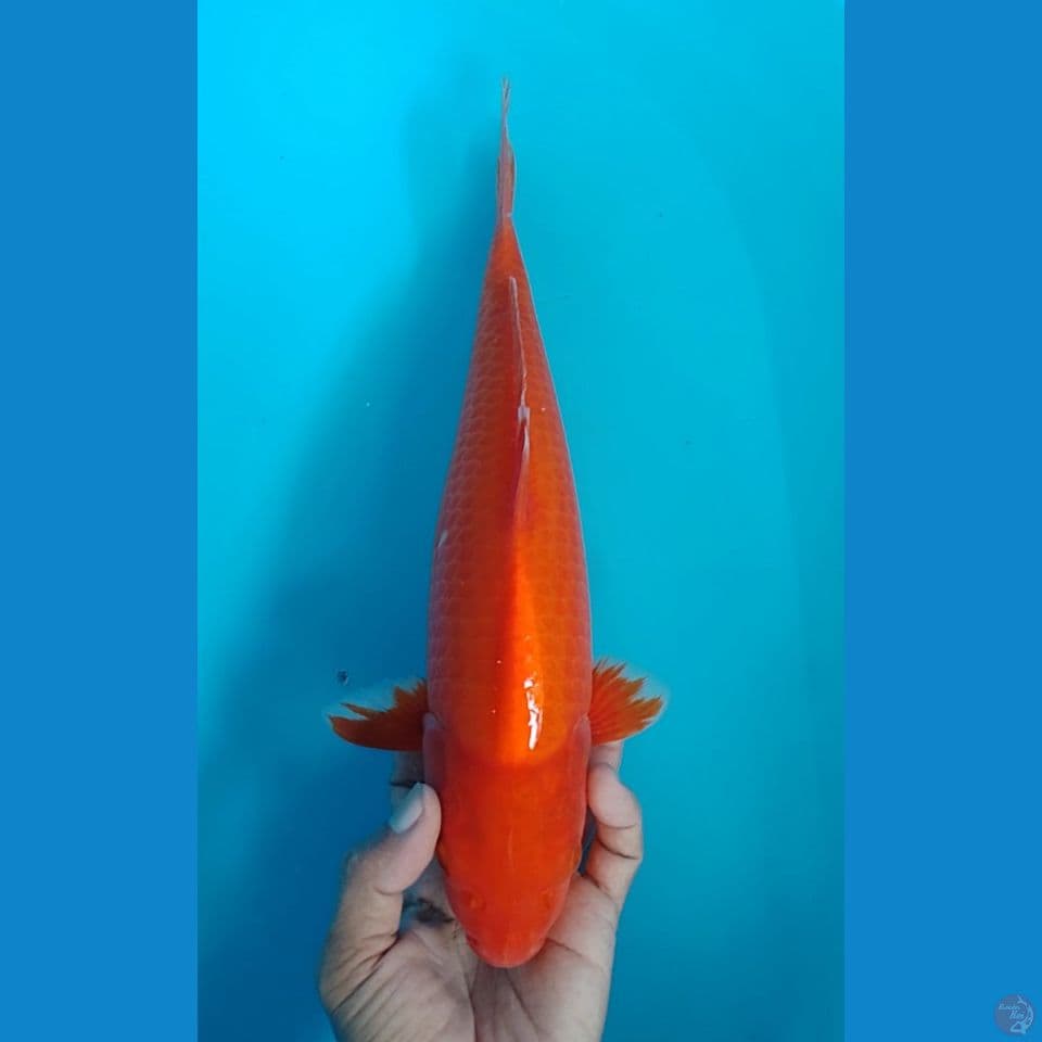 beni goi : 34cm