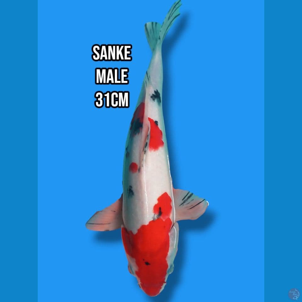 sanke